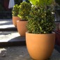 Cuenco Fang Pot Design