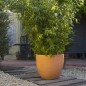 Cuenco Fang Pot Design