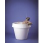 Gio pot 