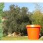 Gio pot 